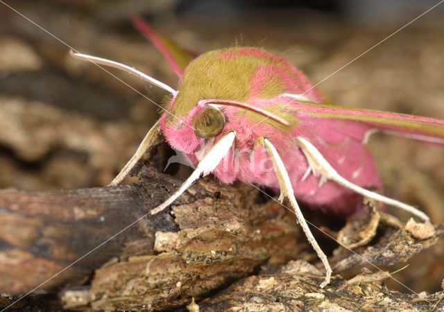 Elephant Hawk-moth (Deilephila elpenor)