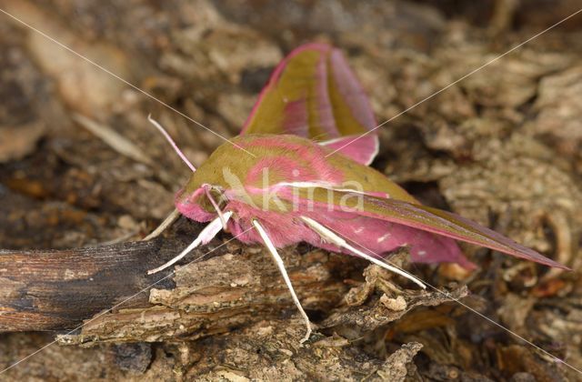 Elephant Hawk-moth (Deilephila elpenor)