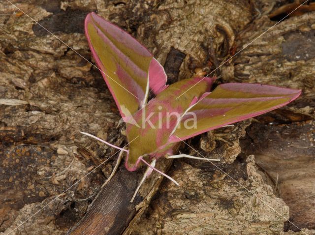 Elephant Hawk-moth (Deilephila elpenor)