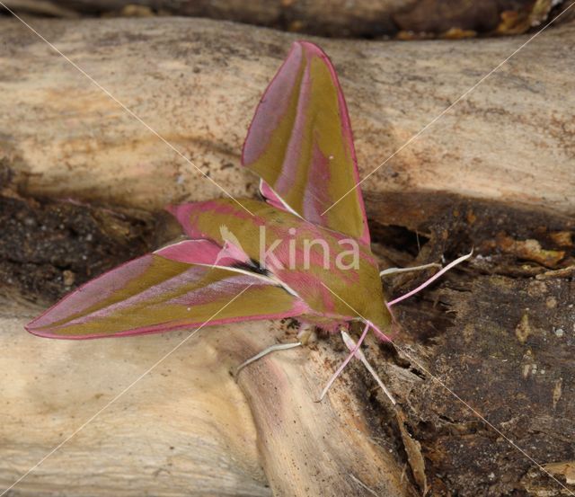 Elephant Hawk-moth (Deilephila elpenor)