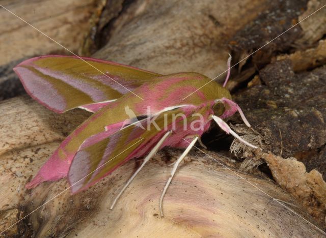 Elephant Hawk-moth (Deilephila elpenor)