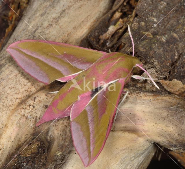 Elephant Hawk-moth (Deilephila elpenor)