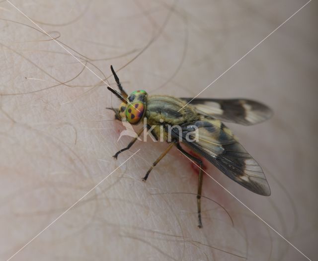 twin-lobed deerfly (Chrysops relictus)