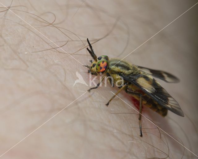 twin-lobed deerfly (Chrysops relictus)