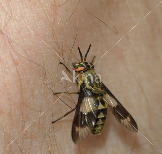 twin-lobed deerfly (Chrysops relictus)