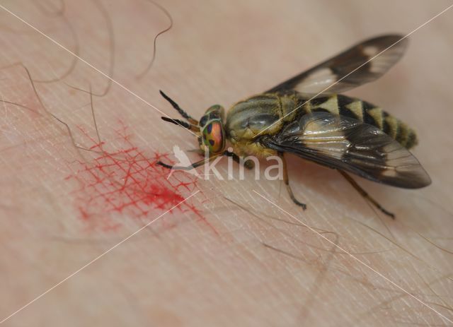 twin-lobed deerfly (Chrysops relictus)