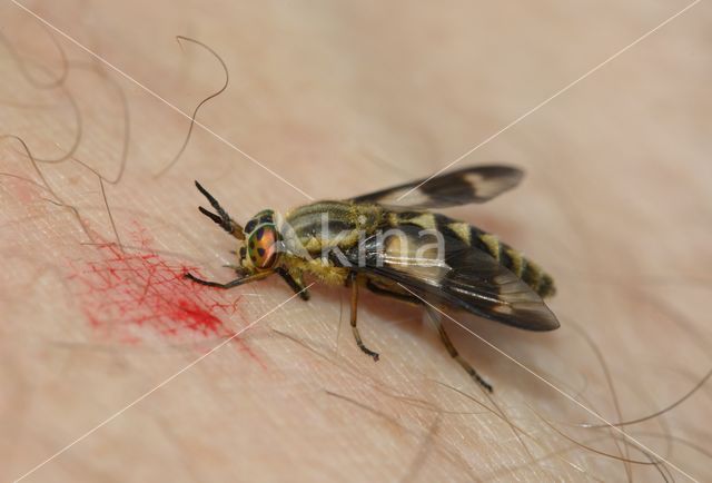 twin-lobed deerfly (Chrysops relictus)