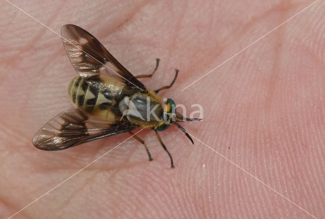 twin-lobed deerfly (Chrysops relictus)