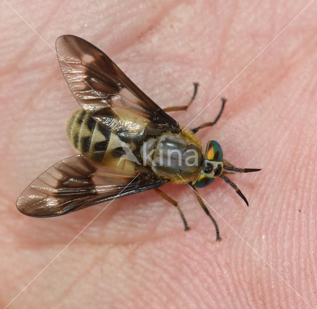 twin-lobed deerfly (Chrysops relictus)