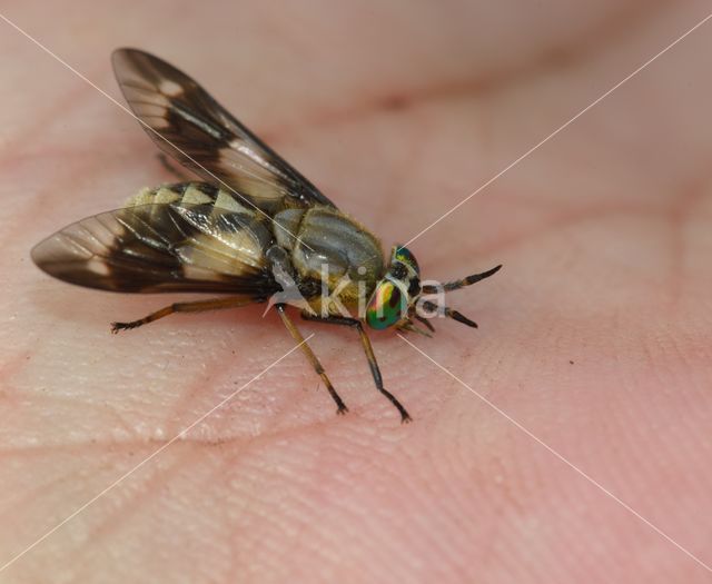 twin-lobed deerfly (Chrysops relictus)