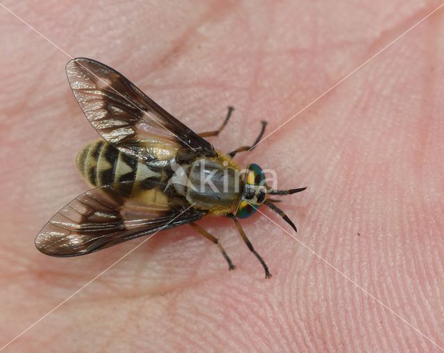 twin-lobed deerfly (Chrysops relictus)