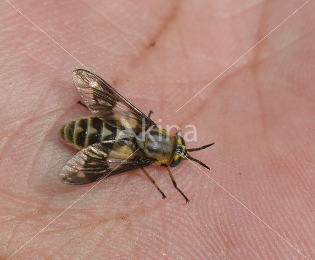 twin-lobed deerfly (Chrysops relictus)