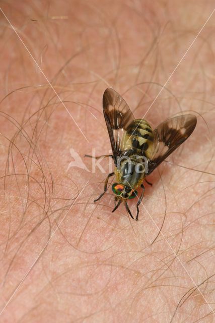 twin-lobed deerfly (Chrysops relictus)