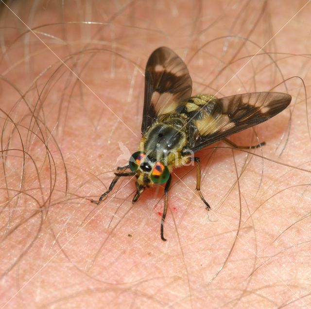 twin-lobed deerfly (Chrysops relictus)