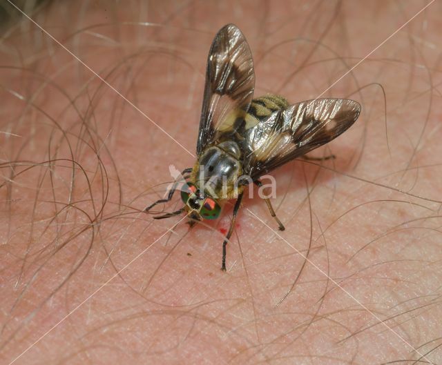 Gewone Goudoogdaas (Chrysops relictus)