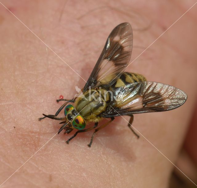 twin-lobed deerfly (Chrysops relictus)