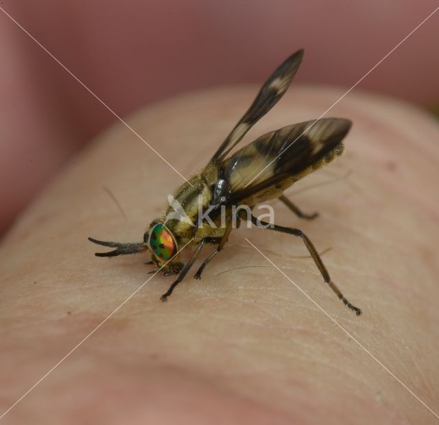 twin-lobed deerfly (Chrysops relictus)