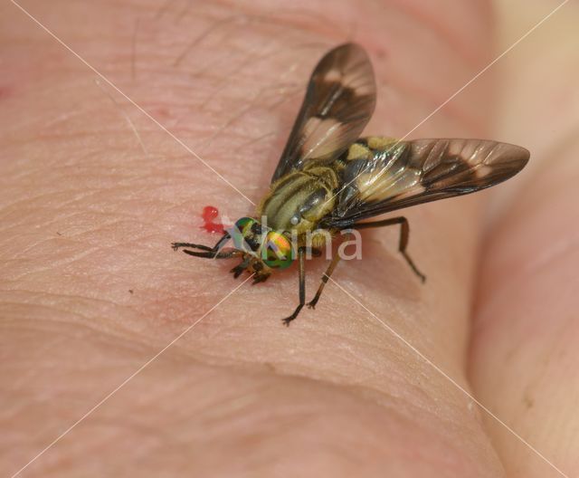 twin-lobed deerfly (Chrysops relictus)