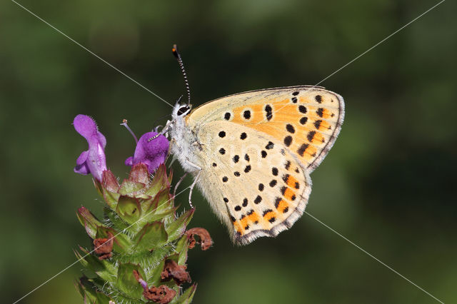 Sooty Copper (Lycaena tityrus)