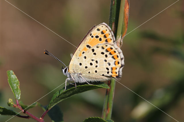 Bruine vuurvlinder (Lycaena tityrus)