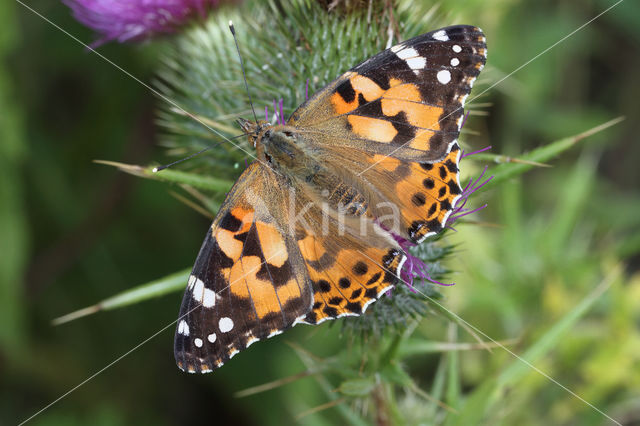 Distelvlinder (Vanessa cardui)