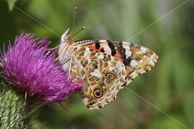 Distelvlinder (Vanessa cardui)