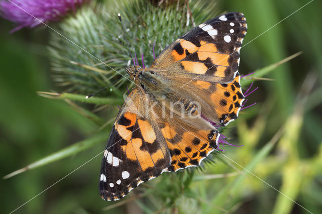 Distelvlinder (Vanessa cardui)