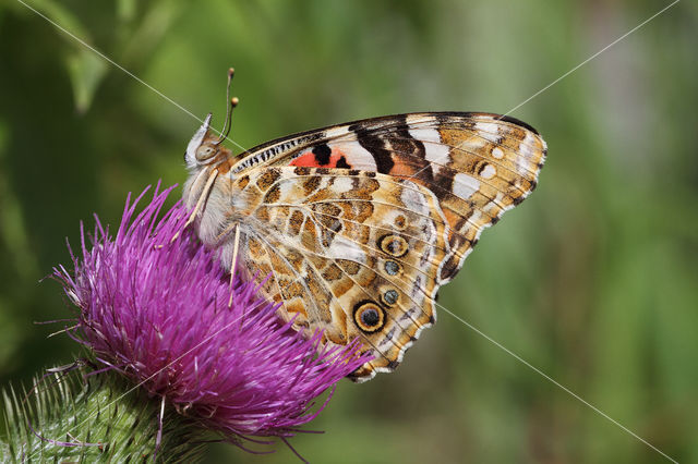 Distelvlinder (Vanessa cardui)