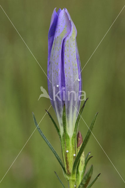 Gentiaanblauwtje (Maculinea alcon)