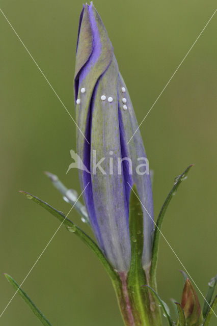 Gentiaanblauwtje (Maculinea alcon)