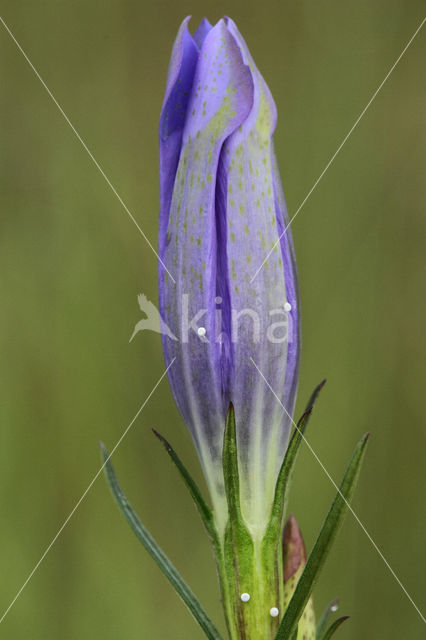 Gentiaanblauwtje (Maculinea alcon)