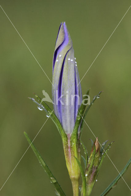 Gentiaanblauwtje (Maculinea alcon)