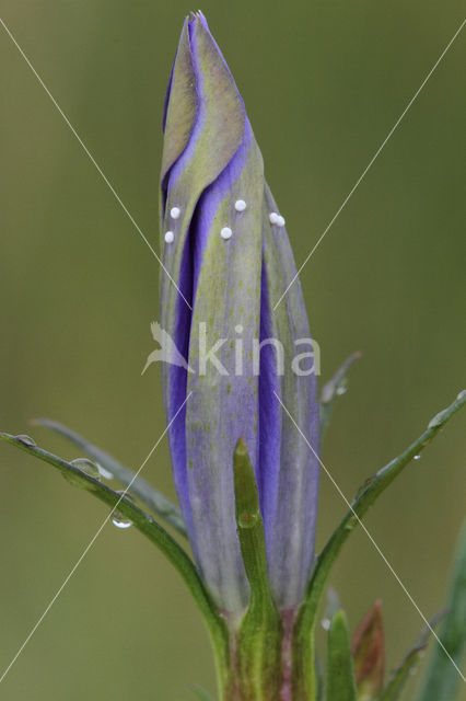 Alcon Blue (Maculinea alcon)