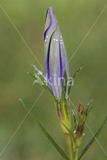 Alcon Blue (Maculinea alcon)