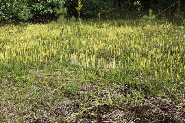 Grote wolfsklauw (Lycopodium clavatum)