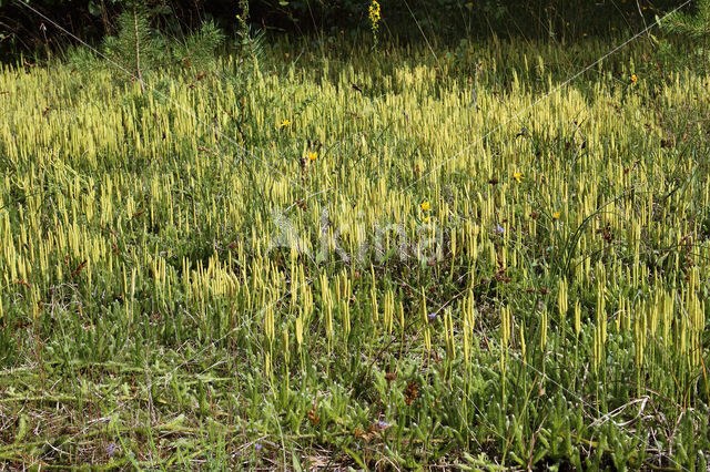 Grote wolfsklauw (Lycopodium clavatum)