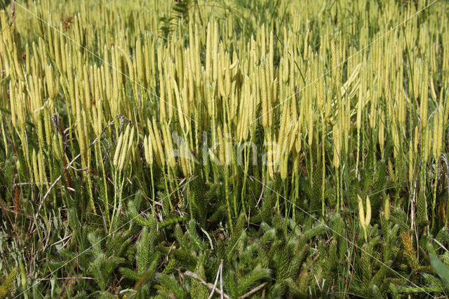 Grote wolfsklauw (Lycopodium clavatum)