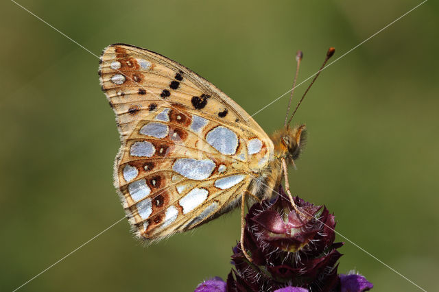 Queen of Spain Fritillary (Issoria lathonia)