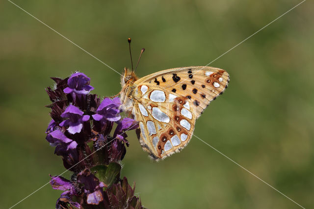 Queen of Spain Fritillary (Issoria lathonia)