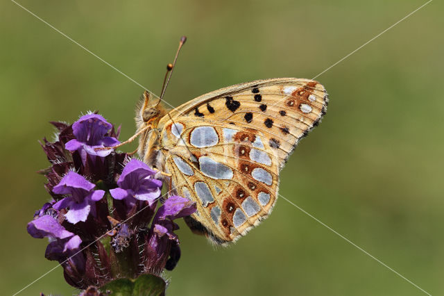 Queen of Spain Fritillary (Issoria lathonia)