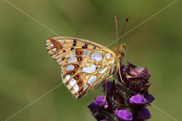 Queen of Spain Fritillary (Issoria lathonia)