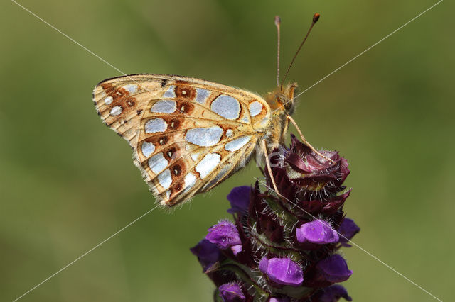 Queen of Spain Fritillary (Issoria lathonia)