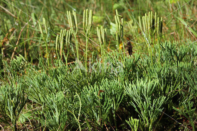 Flat-stemmend Clubmoss (Diphasiastrum tristachyum)