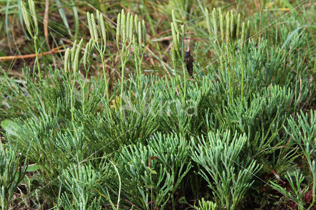 Flat-stemmend Clubmoss (Diphasiastrum tristachyum)