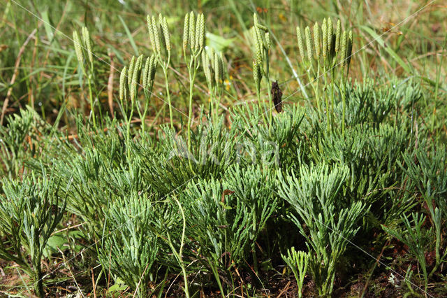 Flat-stemmend Clubmoss (Diphasiastrum tristachyum)