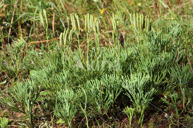 Flat-stemmend Clubmoss (Diphasiastrum tristachyum)