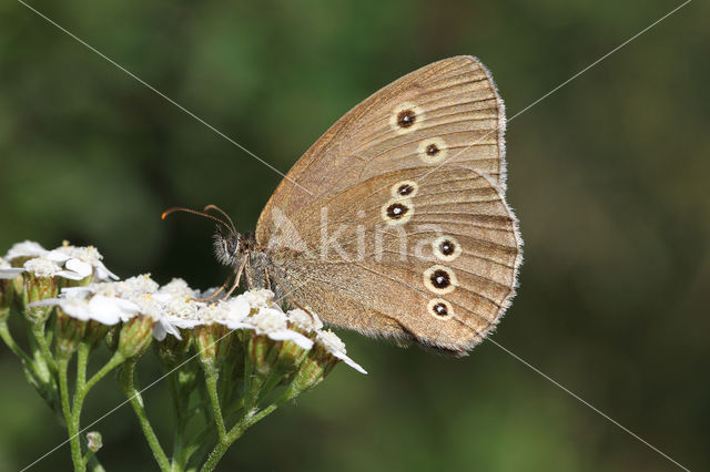 Ringlet (Aphantopus hyperantus)