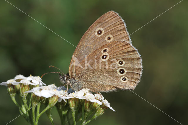 Ringlet (Aphantopus hyperantus)