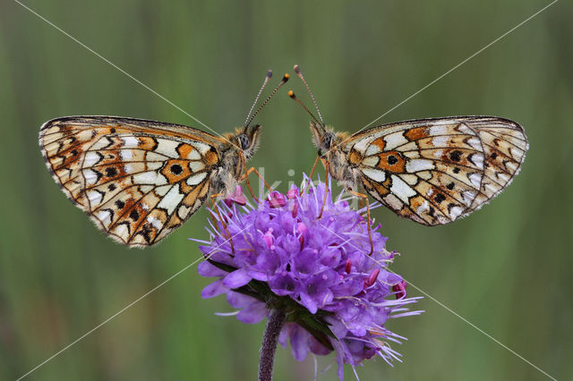 Small Pearl-Bordered Fritillary (Boloria selene)