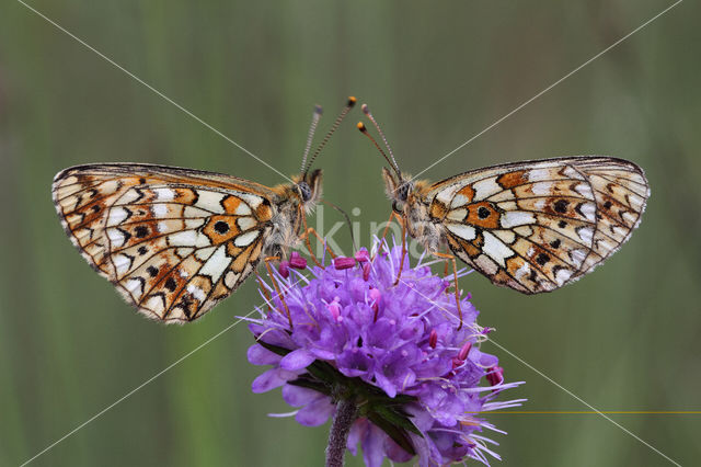 Small Pearl-Bordered Fritillary (Boloria selene)